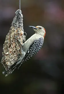 Melanerpes: Woodpecker on Suet Feeder