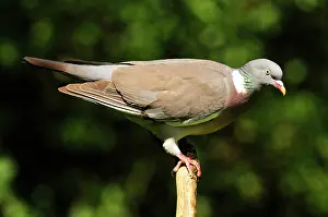 Woodpigeon: Woodpigeon