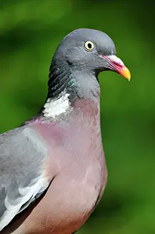 Woodpigeon: Woodpigeon