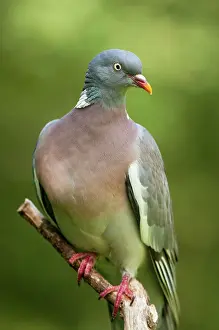 Woodpigeon: Woodpigeon