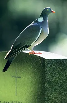 Churchyard: Woodpigeon - Adult sitting on gravestone