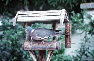 Tables: WOODPIGEON - at bird table