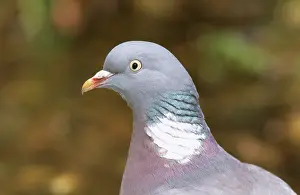 Woodpigeon: WOODPIGEON - close-up of head