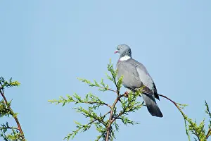 Cupressus: Woodpigeon - on cupressus leylandii tree