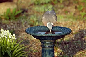 Woodpigeon: Woodpigeon - drinking from garden birdbath