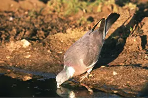 Chris Knights: Woodpigeon - drinks from pool