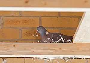 Ties: Woodpigeon E on nest constructed from brick ties