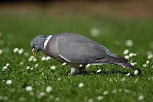 Woodpigeon: Woodpigeon - Eating clover on garden lawn