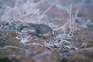 Woodpigeon: Woodpigeon - Feeding on frosty ground
