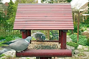 Woodpigeon: Woodpigeon - feeding at garden bird table