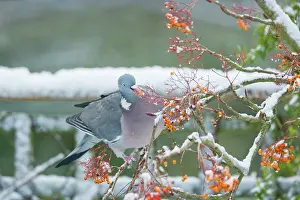 Woodpigeon: Woodpigeon - Feeding on Rowan Berries in Snow - in Garden