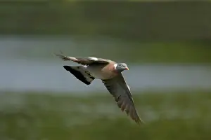 Woodpigeon: Woodpigeon - In flight