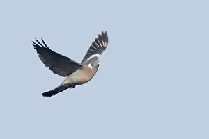 Woodpigeon: Woodpigeon - in flight