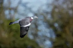 Woodpigeon: Woodpigeon - in flight