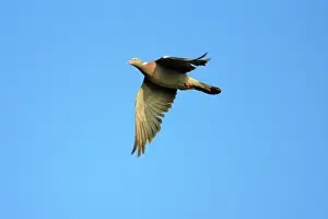 Woodpigeon: Woodpigeon - in flight