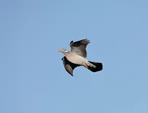 Woodpigeon: Woodpigeon - In flight