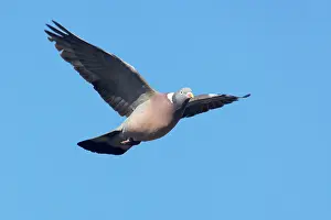 Woodpigeon: Woodpigeon - In Flight