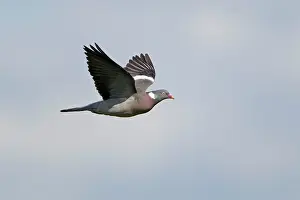 Woodpigeon: Woodpigeon - in flight