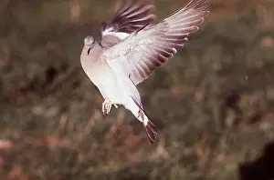 Taking: WOODPIGEON - in flight