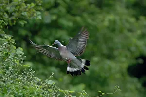 Woodpigeon: Woodpigeon - In flight carrying twig