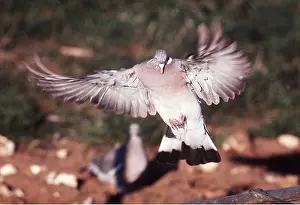 Chris Knights: WOODPIGEON - in flight, landing