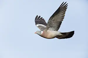 Woodpigeon: Woodpigeon - in flight, North Hessen, Germany