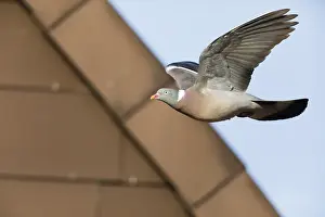 Columba: Woodpigeon - in flight, North Hessen, Germany