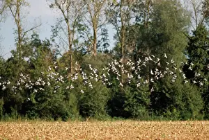 Woodpigeon: Woodpigeon - flock, in flight