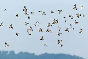 Woodpigeon: Woodpigeon - flock in flight