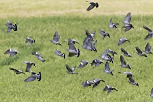 Woodpigeon: Woodpigeon - flock in flight over cornfield