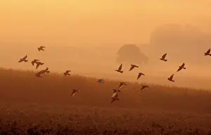 Woodpigeon: Woodpigeon - Flock in flight, early morning