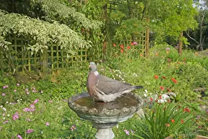 Woodpigeon: Woodpigeon - in garden bird bath