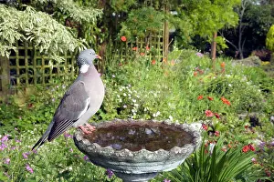Woodpigeon: Woodpigeon - In garden birdbath