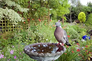 Woodpigeon: Woodpigeon - In garden birdbath