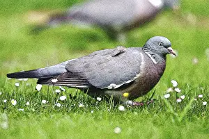 Woodpigeon: Woodpigeon - On garden lawn