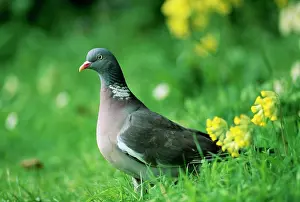 Woodpigeon: WOODPIGEON - ON GRASS