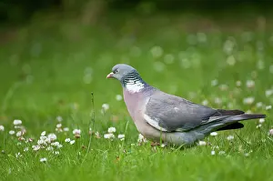 Woodpigeon: Woodpigeon - on ground - with grass and white clover