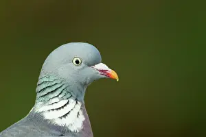 Woodpigeon: Woodpigeon - head shot close up