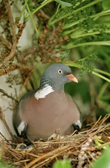Woodpigeon: Woodpigeon - on nest