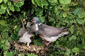 Woodpigeon: WOODPIGEON - at nest with chick