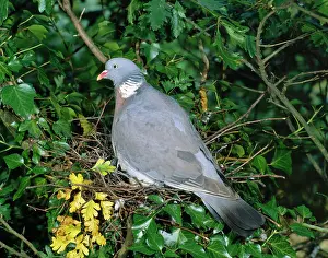 Woodpigeon: Woodpigeon - At nest in Ivy covered tree