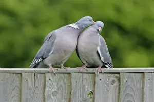 Woodpigeon: Woodpigeon - Pair mutual preening on garden fence