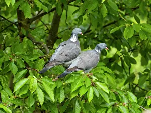 Pigeons: Woodpigeon - pair sitting in tree, Hessen, Germany