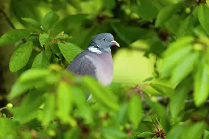Woodpigeon: Woodpigeon, perched amongst cherry tree leaves