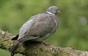 Woodpigeon: WOODPIGEON - side profile on branch