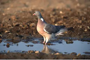 Pigeons: WOODPIGEON - standing in water