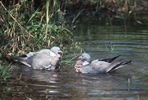 Cleaning: WOODPIGEON - x two, in water