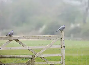 Woodpigeons: Woodpigeons - resting on gate