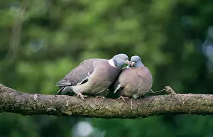 Woodpigeon: WOODPIGEONS - x two, on branch