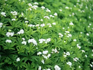 Woodruff: Woodruff